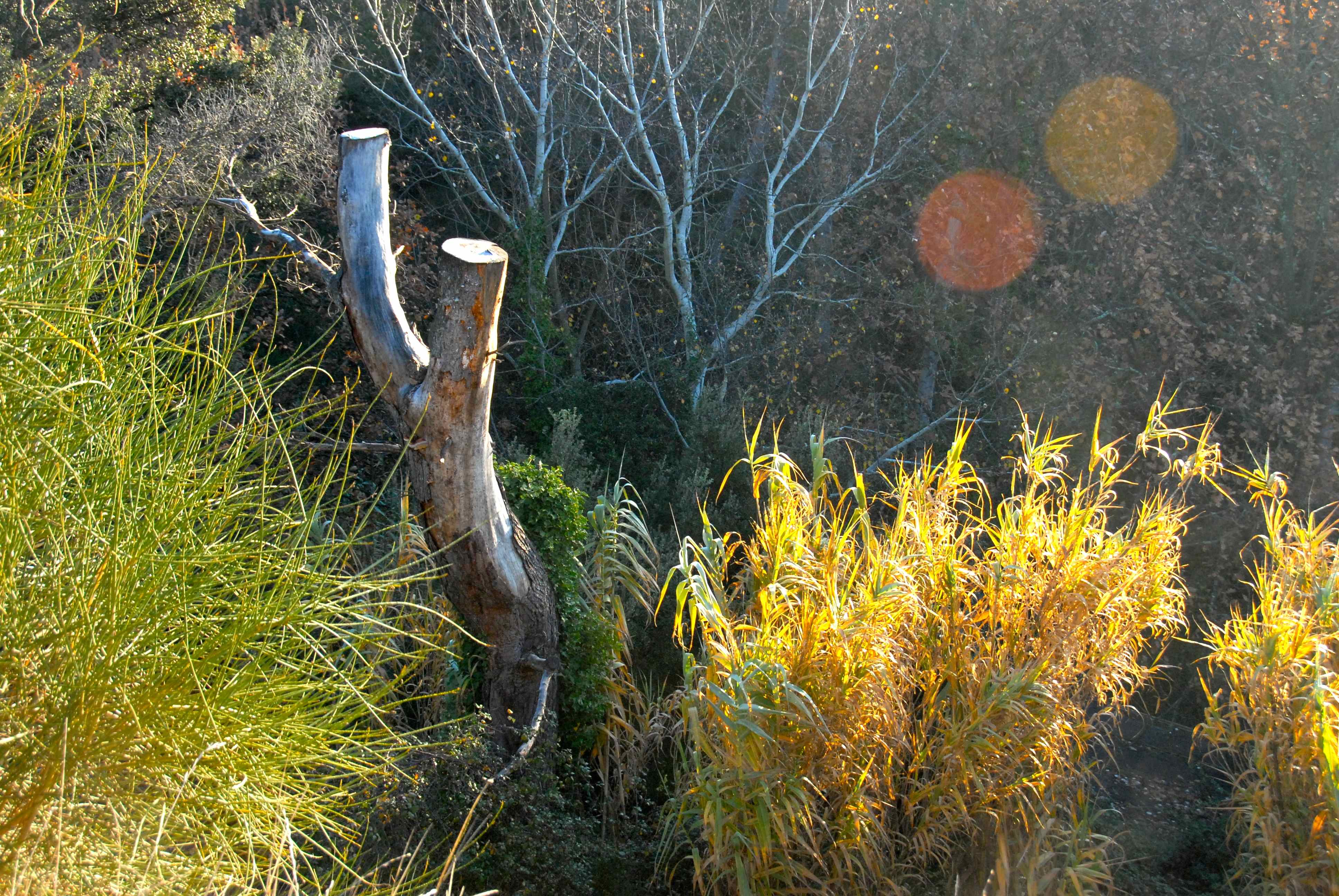Wald Henri digital.jpg
