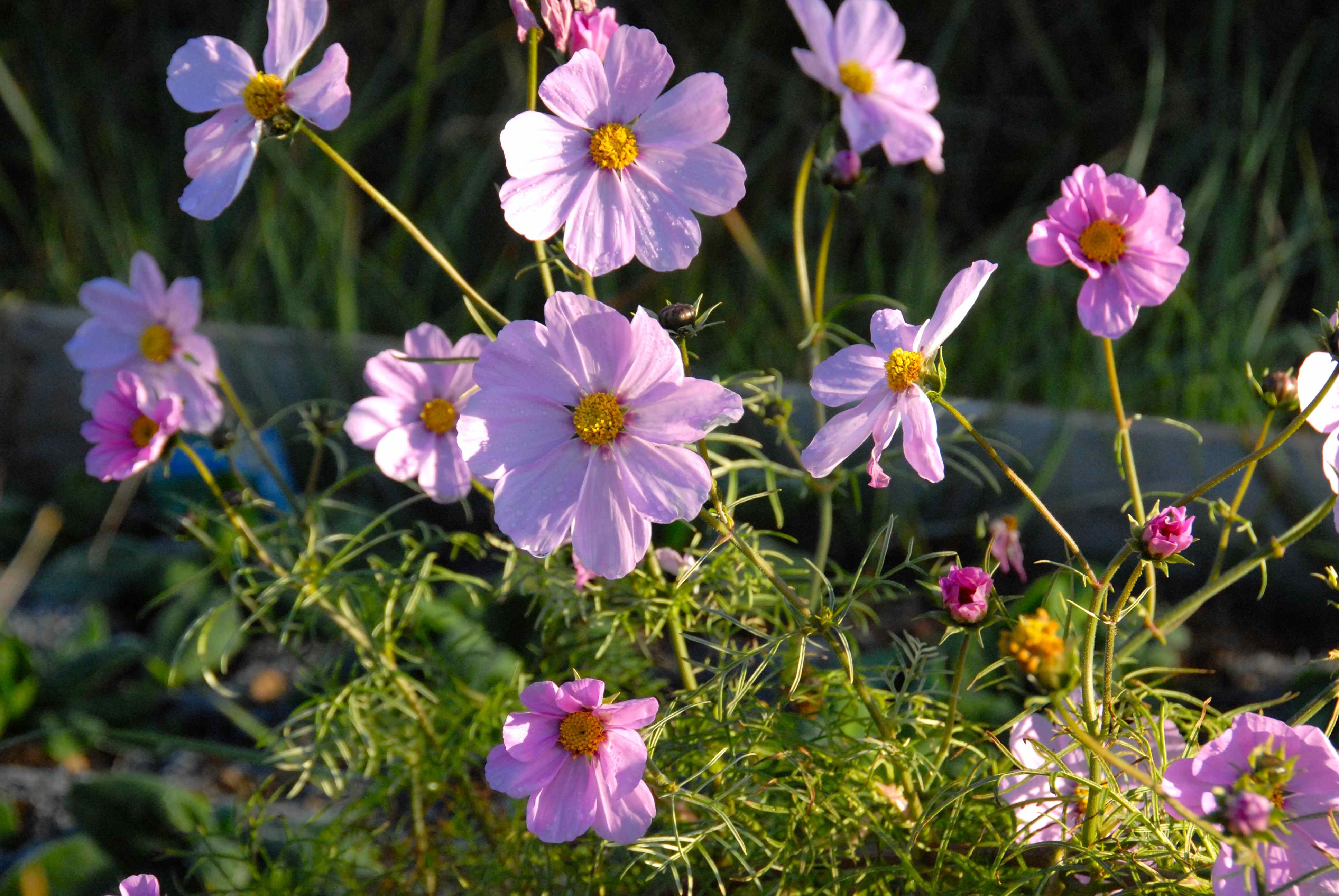 cosmea dez henri digital.jpg