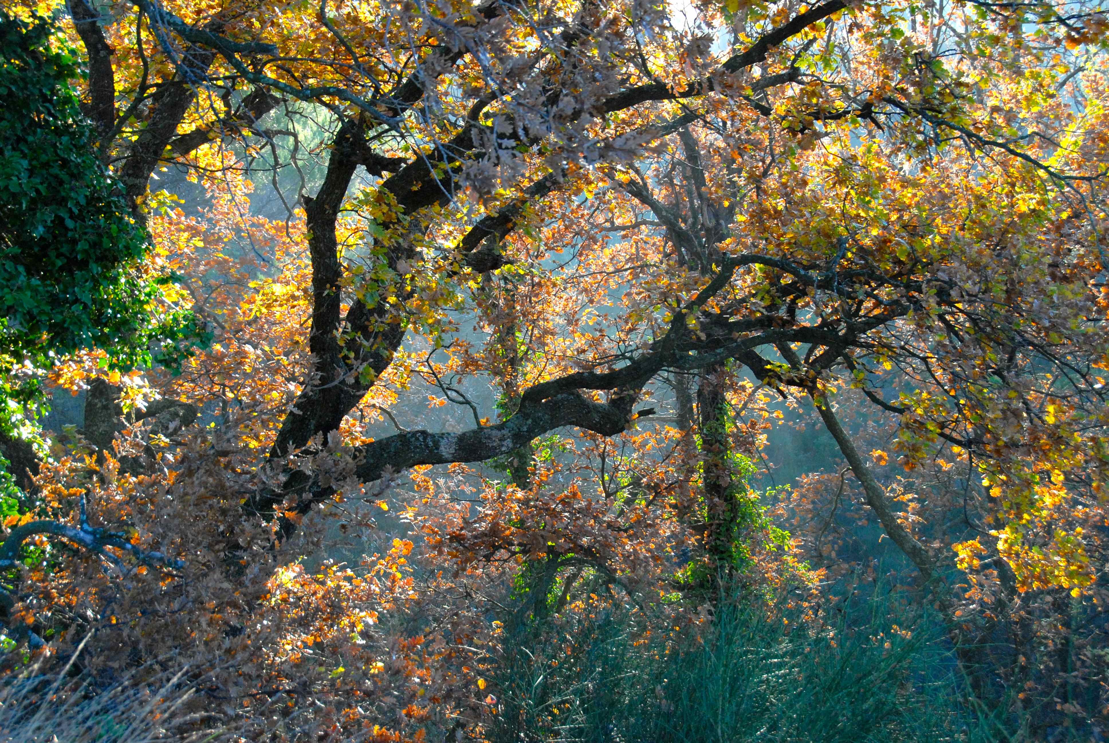 herbstlicher Waldrand Henri digital.jpg